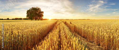 Cuadros en Lienzo Gold Wheat flied panorama with tree at sunset, rural countryside