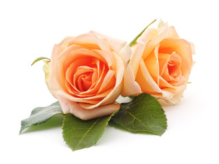 Wall Mural - Orange roses.