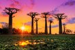 Leinwandbild Motiv Beautiful Baobab trees at sunset at the avenue of the baobabs in Madagascar