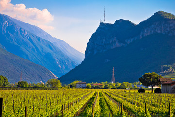 Wall Mural - Vineyards and Alpine landscape in Arco