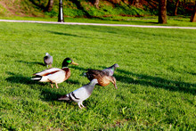 Duck & Bird On Green Grass