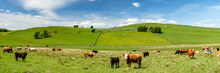 Panoramic View Of Tranquil Scottish Countryside With Gentle Rolling Hills, Cows And Lush Pasture. Roxburghshire, Scotland, UK
