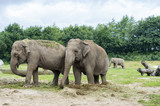Fototapeta Sawanna - Asian Elephant eating