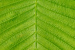 © masyuk1989 - Texture of a leaf from a tree