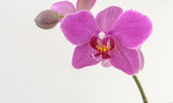 Fototapeta Storczyk - Orchideen in Pink isoliert auf weissem Hintergrund