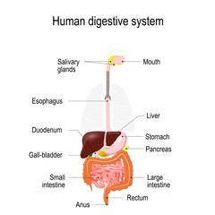 Wall Mural - human digestive system