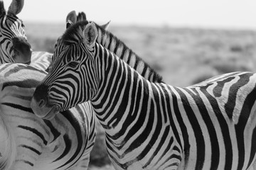 Wall Mural - Zebras in Etosha national park Namibia, Africa.  Black and white picture.