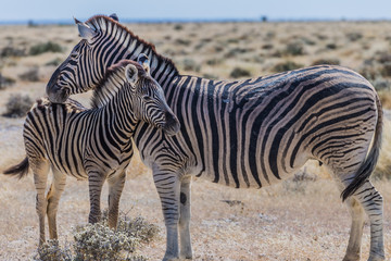 Zebras in Etosha national park Namibia, Africa