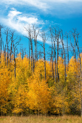 Grove of bright yellow aspen trees in the fall after a fire