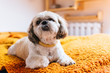 small dog- shih tzu on bed. pet in bedroom