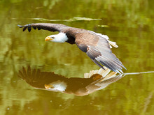 Bald Eagle With A Reflection.