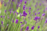 Fototapeta Lawenda - Fragrant purple stems of English lavender flowers