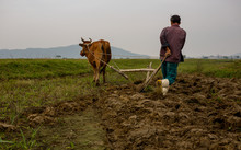 Farmer Using Buffalo Plowing Rice Field,Asian Man Using The Buffalo To Plow For Rice Plant ,Countryside Thailand