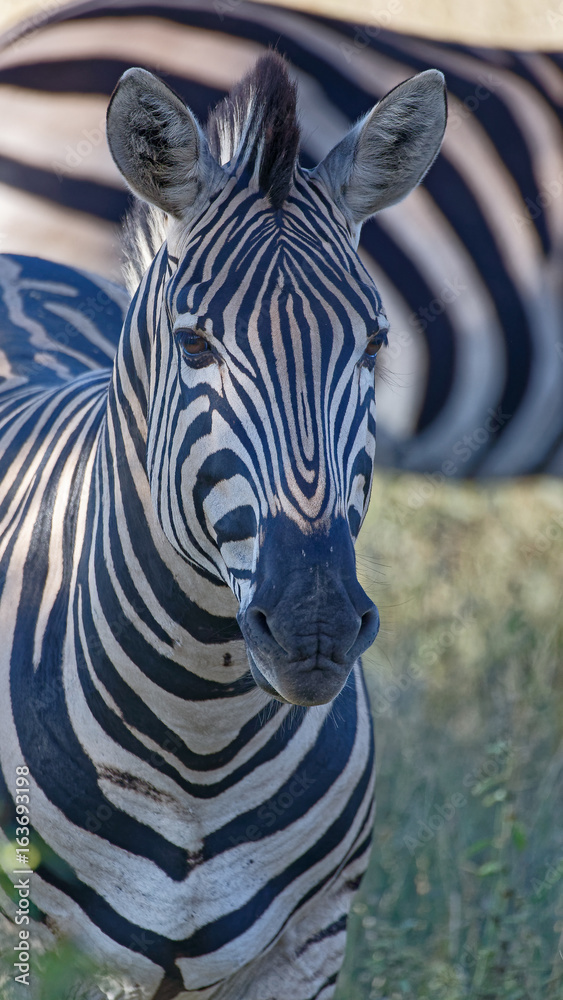Zebra Headshot