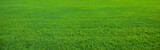 Fototapeta Konie - Background of beautiful green grass pattern