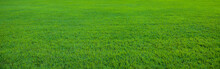 Background Of Beautiful Green Grass Pattern