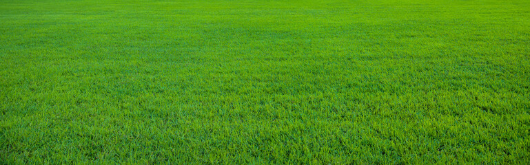 background of beautiful green grass pattern