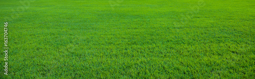 Fotografía Background of beautiful green grass pattern