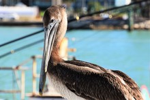 Pelican, Madeira Beach, Florida