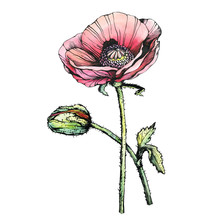 Graphic The Branch Red Poppies Flowers With A Bud (Papaver Somniferum, The Opium Poppy). Black And White Outline Illustration With Watercolor Hand Drawn Painting. Isolated On White Background.