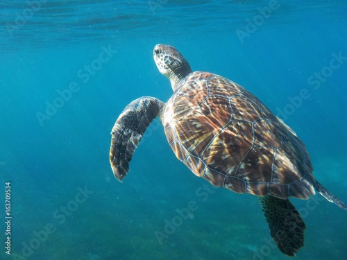Tortue Caraibe Martinique Buy This Stock Photo And Explore - 