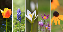 Five Different Spring Flower Collage