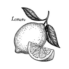 Wall Mural - vector illustration of lemon