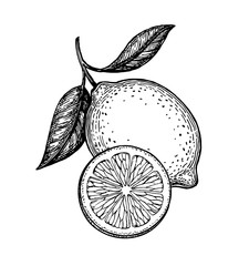 Wall Mural - vector illustration of lemon