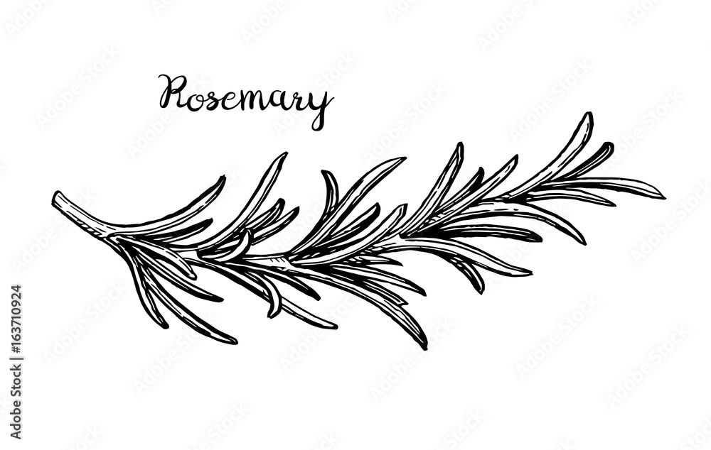 Rosemary branch sketch. - obrazy, fototapety, plakaty 