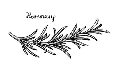 Wall Mural - rosemary branch sketch.