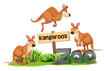 Wall Mural - Three kangaroos at the zoo sign