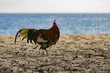 Beach Rooster