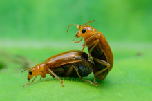 Beetle Is Breeding On Green Leaf