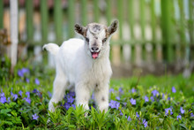 White Baby Goat Standing On Green Lawn With Flowers Periwinkle (Vinca Major)