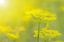 Yellow Flowers Of Dill (Anethum Graveolens) In The Sunshine. Close Up.