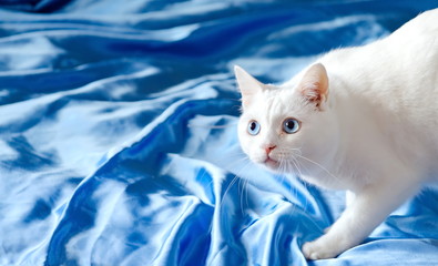 White cat with blue eyes on a silk blue sheet