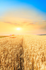 Ripe wheat field landscape at sunset