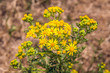 Yellow budding and flowering common ragwort from close