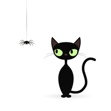 Black Cat Looking At A Spider