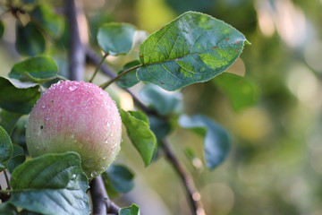 Wall Mural - apple fruit on tree branch rain drop