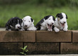 Four puppies climbing on the block wall