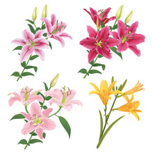 Colorful Of Lilies Flower On White Background. Vector Set Of Blooming Floral For Your Design. Adornment For Wedding Invitations And Greeting Card. 