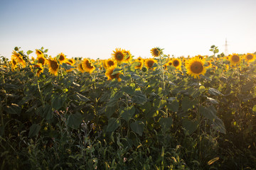 Big yellow field of sunflowers over blue sky, summer time