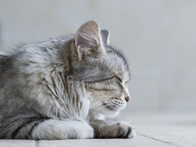 Beauty Female Silver Tabby Cat Of Siberian Breed Profile