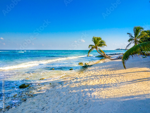 Palmier Sur Plage Paradisaque Au Mexique Cancun Buy This
