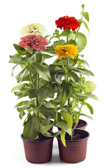 Wall Mural - Beautiful pink, yellow, white and red zinnia fowerheads, Zinnia Elegans, in flower pot with green leaves. Close up view of zinnia flowers