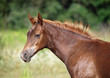 Portrait of a thoroughbred foal on a natural green background