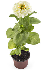 Wall Mural - White zinnia flower, Zinnia Elegans, in flower pot with green leaves. Close up view of zinnia flowers