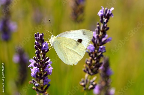 Jardin Papillon