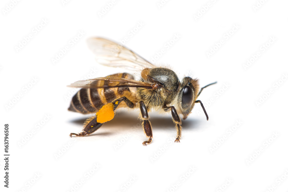A close up photo of honey bee on white background. - obrazy, fototapety, plakaty 